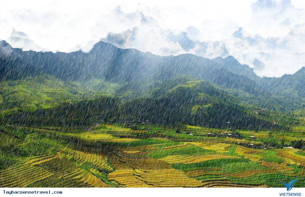 Cảnh đẹp lúa chín trên Mù Cang Chải trong những ngày mưa gió 2025 - Ảnh 2 Cảnh đẹp lúa chín trên Mù Cang Chải trong những ngày mưa gió 2025 - Ảnh 2