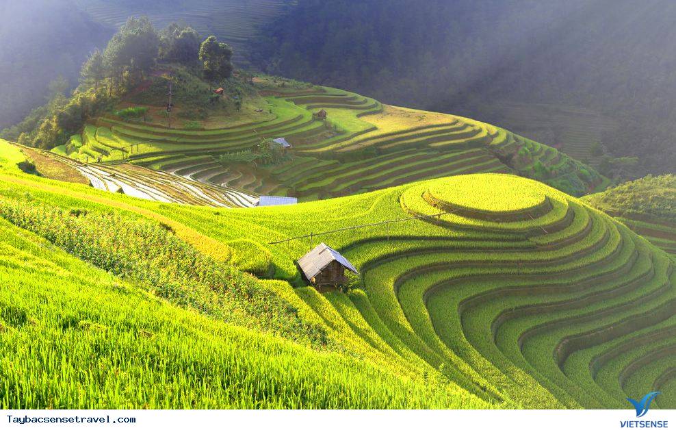 Cảnh đẹp lúa chín trên Mù Cang Chải trong những ngày mưa gió 2025 - Ảnh 3 Cảnh đẹp lúa chín trên Mù Cang Chải trong những ngày mưa gió 2025 - Ảnh 3