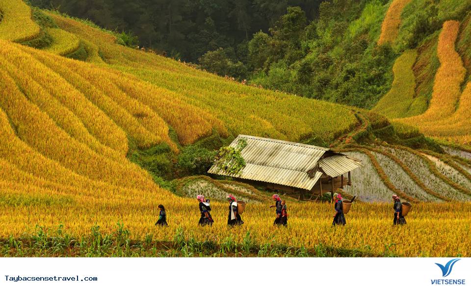 Cảnh đẹp lúa chín trên Mù Cang Chải trong những ngày mưa gió 2025 - Ảnh 1 Cảnh đẹp lúa chín trên Mù Cang Chải trong những ngày mưa gió 2025 - Ảnh 1