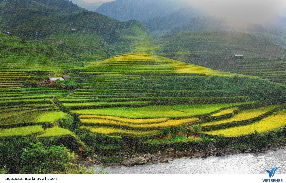 Cảnh đẹp lúa chín trên Mù Cang Chải trong những ngày mưa gió 2025 - Ảnh 4 Cảnh đẹp lúa chín trên Mù Cang Chải trong những ngày mưa gió 2025 - Ảnh 4