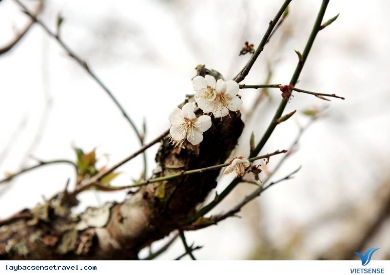 Đẹp Mê Hồn Sắc Xuân Trên Khắp Nẻo Vùng Cao Tây Bắc - Ảnh 4 Đẹp Mê Hồn Sắc Xuân Trên Khắp Nẻo Vùng Cao Tây Bắc - Ảnh 4