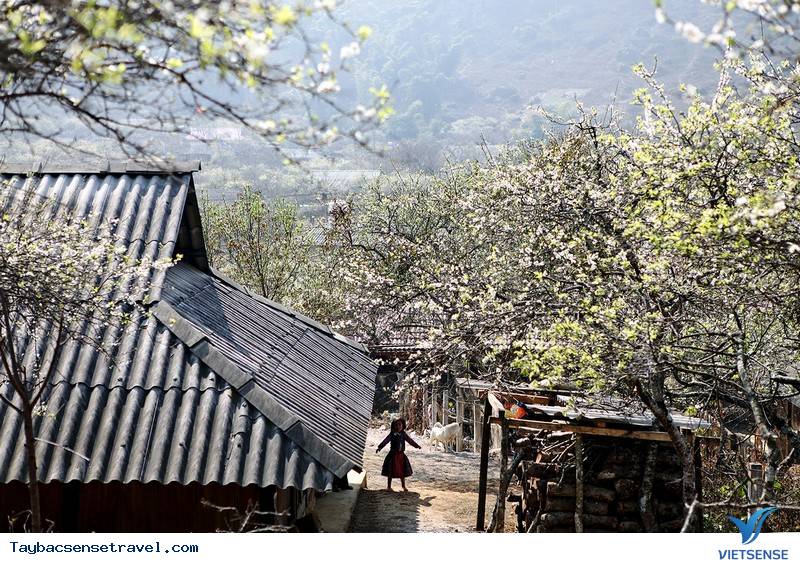 Đẹp Mê Hồn Sắc Xuân Trên Khắp Nẻo Vùng Cao Tây Bắc - Ảnh 5 Đẹp Mê Hồn Sắc Xuân Trên Khắp Nẻo Vùng Cao Tây Bắc - Ảnh 5