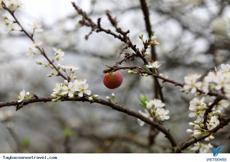 Đẹp Mê Hồn Sắc Xuân Trên Khắp Nẻo Vùng Cao Tây Bắc - Ảnh 3 Đẹp Mê Hồn Sắc Xuân Trên Khắp Nẻo Vùng Cao Tây Bắc - Ảnh 3