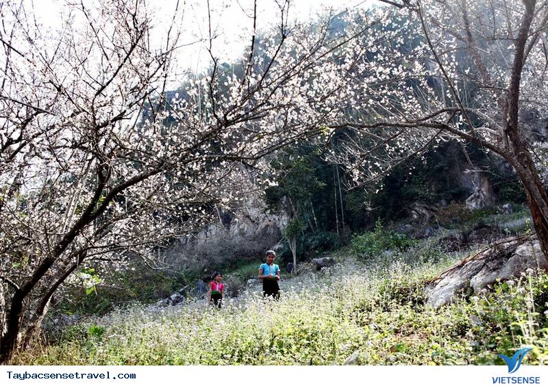 Đẹp Mê Hồn Sắc Xuân Trên Khắp Nẻo Vùng Cao Tây Bắc - Ảnh 2 Đẹp Mê Hồn Sắc Xuân Trên Khắp Nẻo Vùng Cao Tây Bắc - Ảnh 2