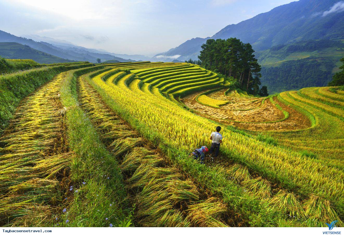 Thuốc men - Ảnh 4