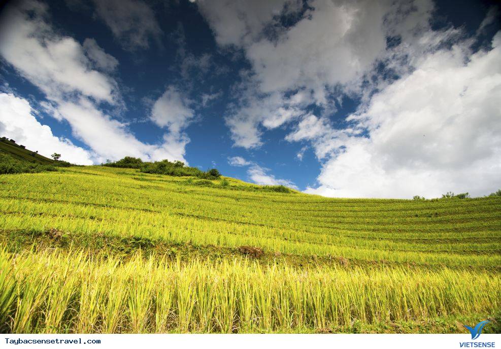 Thuốc men - Ảnh 3