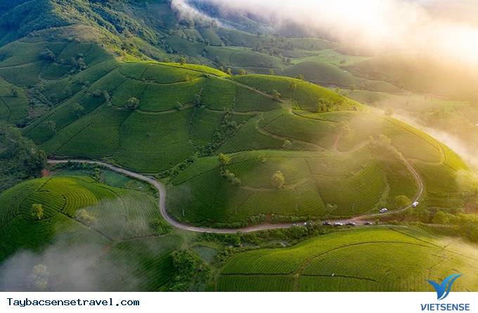 Đồi chè Long Cốc - Ảnh 1 Đồi chè Long Cốc - Ảnh 1