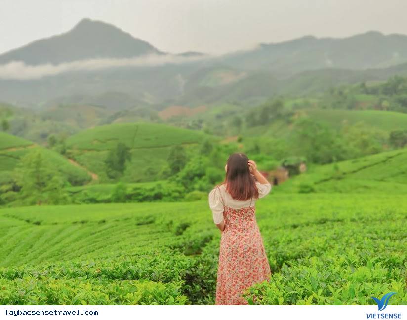 Đồi chè Long Cốc - Ảnh 2 Đồi chè Long Cốc - Ảnh 2