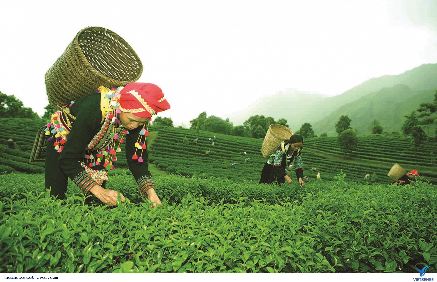 Đồi chè Tân Uyên - Ảnh 1