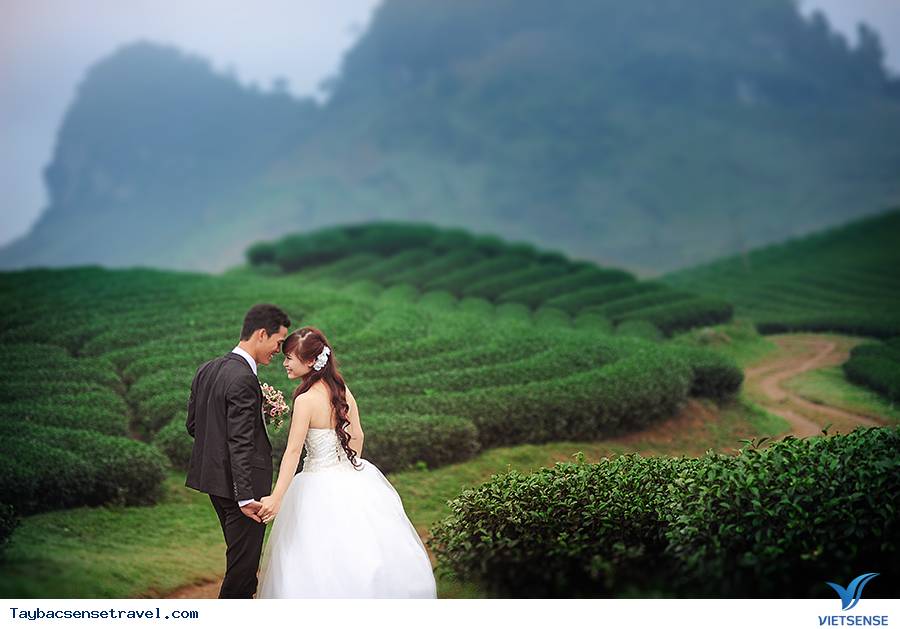 Đồi chè Tân Uyên - Ảnh 2