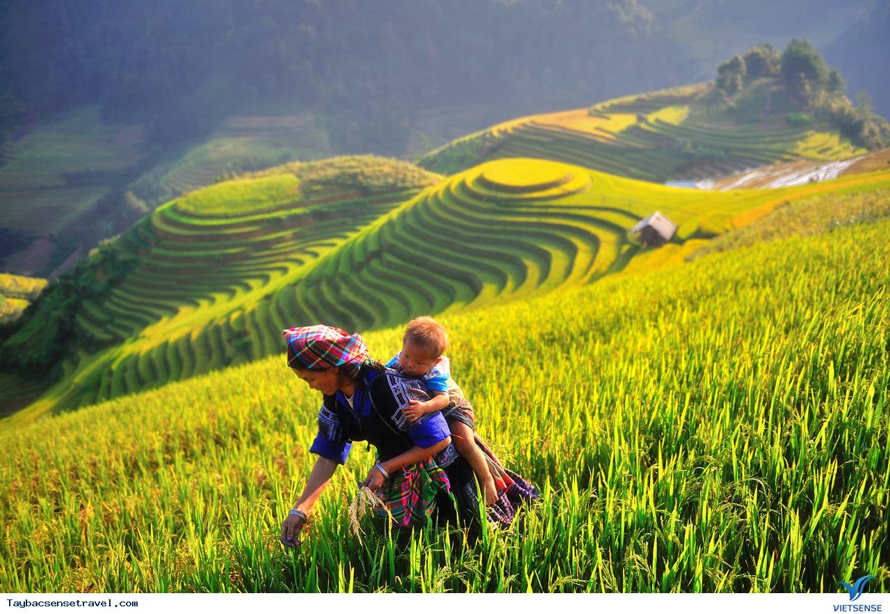 Gặt lúa cùng người dân bản địa Gặt lúa cùng người dân bản địa