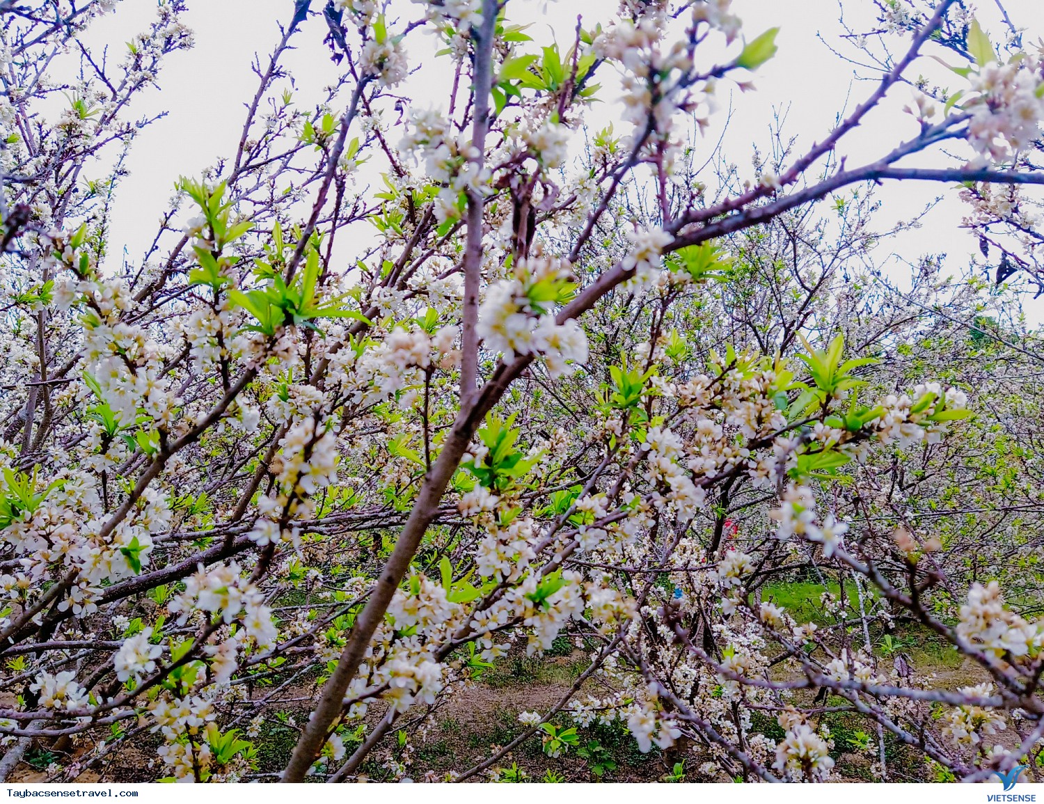 Hình Ảnh Đoàn chương trình Tây Bắc Tết - Ảnh 6