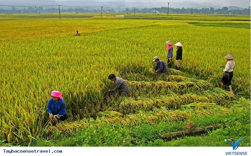 Khung cảnh đẹp nhất hành tinh mỗi năm 1 lần chỉ có ở Việt Nam - Ảnh 7