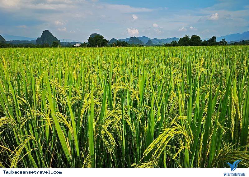 Khung cảnh đẹp nhất hành tinh mỗi năm 1 lần chỉ có ở Việt Nam - Ảnh 8