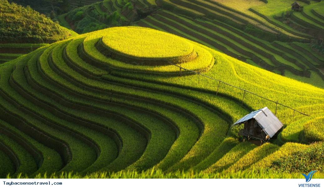 Kinh nghiệm đi thăm quan mùa lúa chín ở Mù Cang Chải 2025 - Ảnh 1