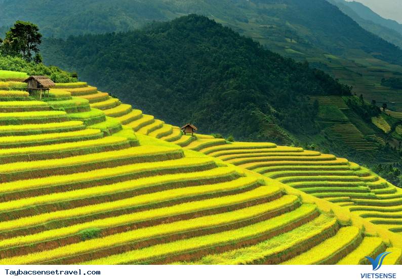 Kinh nghiệm đi thăm quan mùa lúa chín ở Mù Cang Chải 2025 - Ảnh 2