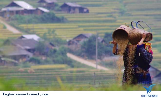 Lạc Cảnh Giữa Ruộng Bậc Thang Của Xứ Mù Căng Chải - Ảnh 5