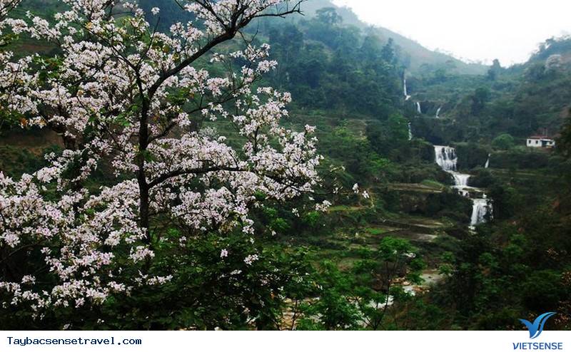 Lễ Hội Hoa Ban Điện Biên năm nay