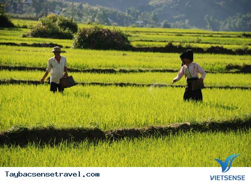 Lên Tây Bắc Về Thăm Cánh Đồng Mường Thanh - Ảnh 2