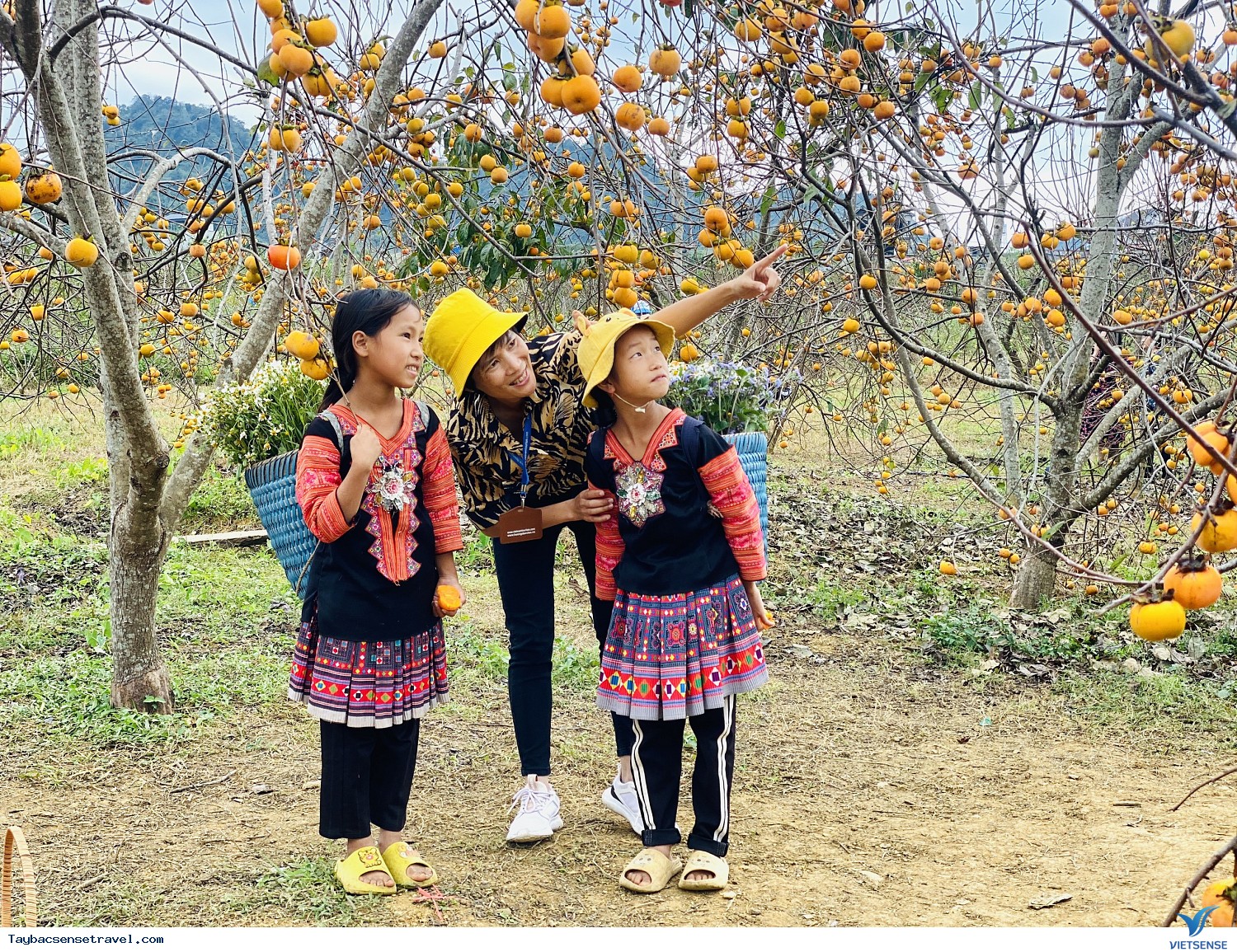 Mai Châu - Mộc Châu - Vườn hồng Mộc Châu - Rừng thông Bản Áng - Ảnh 1