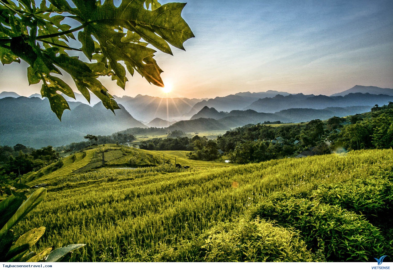 Pù Luông mùa lúa chín