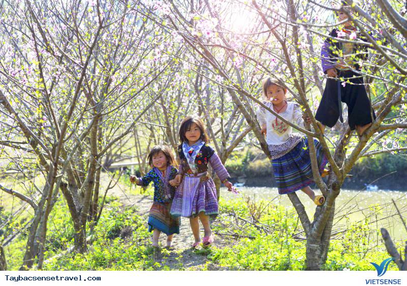 Mộc Châu - Sơn La - Ảnh 4