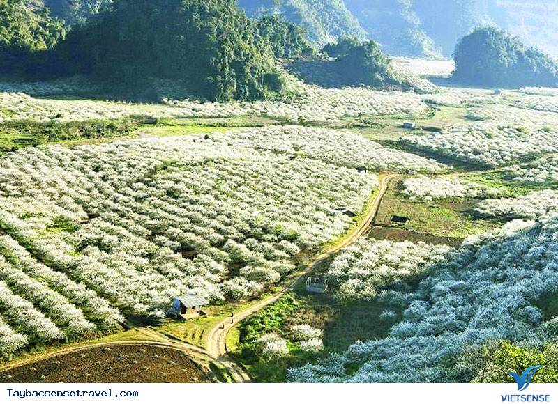 Mộc Châu - Sơn La - Ảnh 3