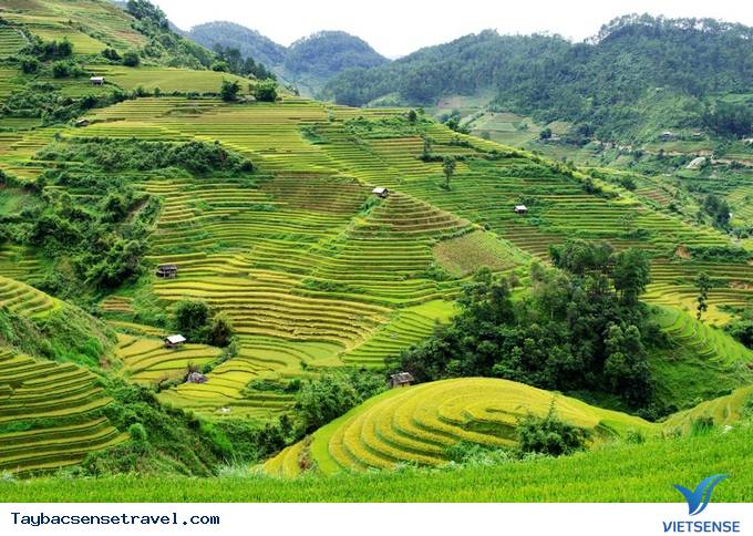 Mù Cang Chải Những Ngày Mùa Tháng 9 - Ảnh 4