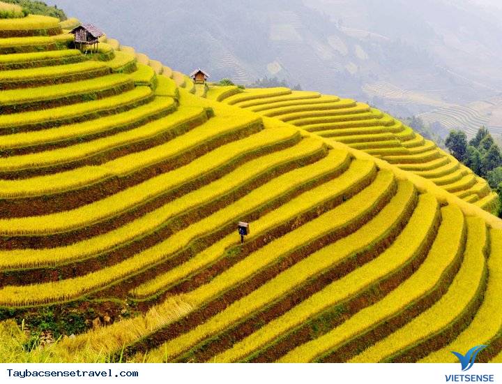 Mùa lúa chín vàng ở Mù Cang Chải - Ảnh 3 Mùa lúa chín vàng ở Mù Cang Chải - Ảnh 3