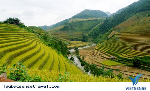 Mùa lúa chín vàng ở Mù Cang Chải - Ảnh 1 Mùa lúa chín vàng ở Mù Cang Chải - Ảnh 1
