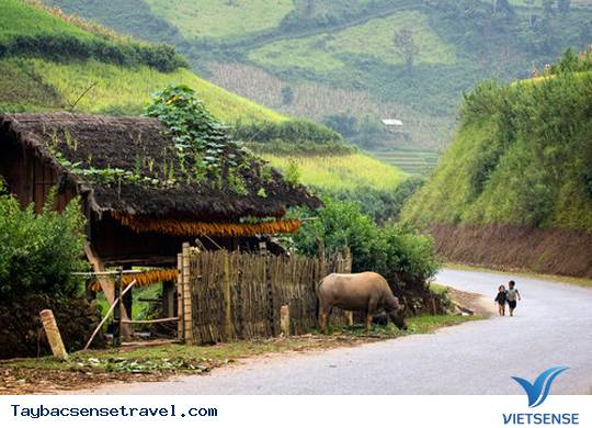 Mùa lúa chín vàng ở Mù Cang Chải - Ảnh 6 Mùa lúa chín vàng ở Mù Cang Chải - Ảnh 6