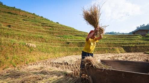 Mùa lúa chín vàng ở Mù Cang Chải - Ảnh 5 Mùa lúa chín vàng ở Mù Cang Chải - Ảnh 5