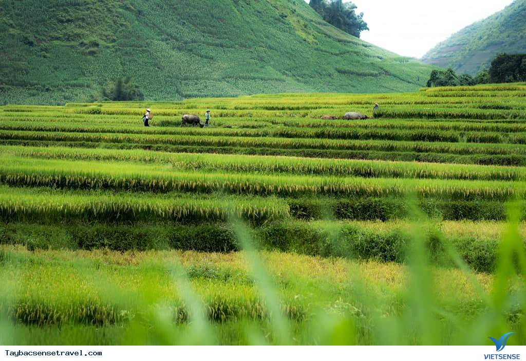 Mường Than – cánh đồng cổ tích - Ảnh 2