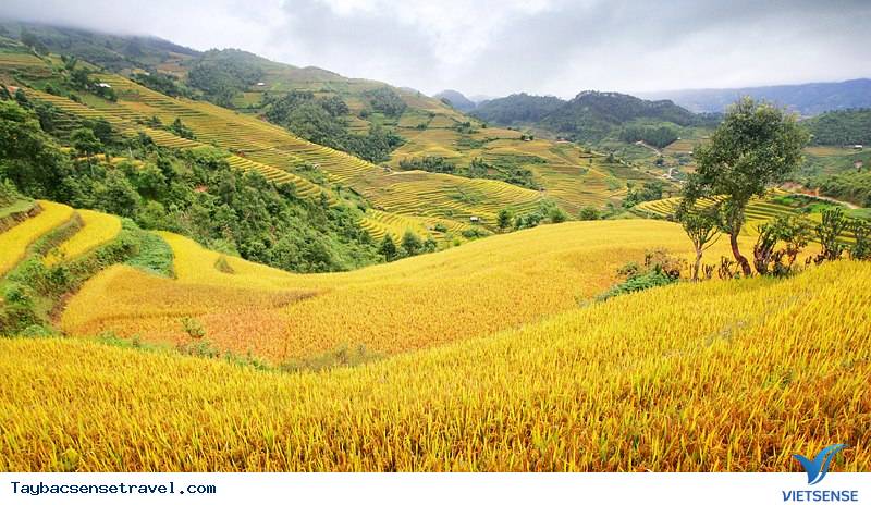 Nên đi thăm quan Mùa Cang Chải Vào Thời Điểm Nào? - Ảnh 4 Nên đi thăm quan Mùa Cang Chải Vào Thời Điểm Nào? - Ảnh 4