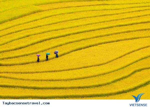 Du Lịch Mù Cang Chải Vào Thời Điểm Nào Du Lịch Mù Cang Chải Vào Thời Điểm Nào
