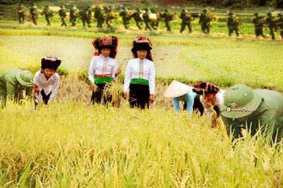 Nếp Tú Lệ - Ảnh 1