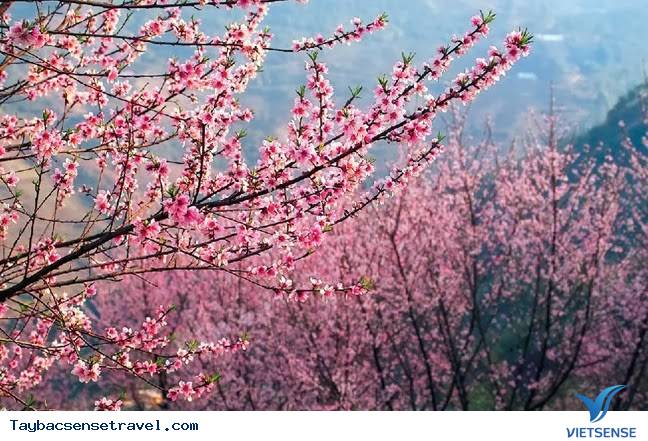 Hoa Đảo Hoa Đảo