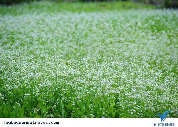 Hoa Cải Trắng Mộc Châu Hoa Cải Trắng Mộc Châu