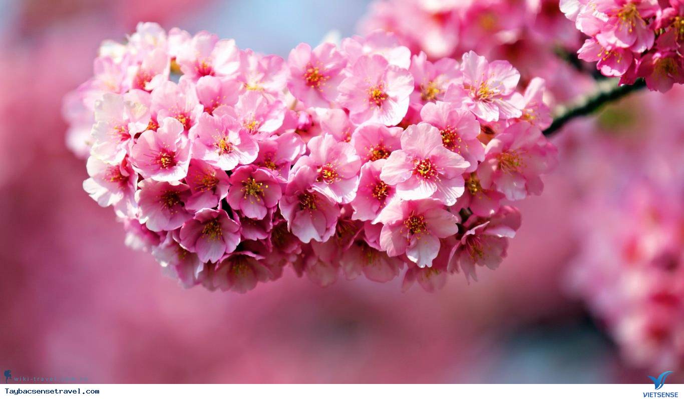 Hoa Đỗ Quyên Tây Bắc 2 Hoa Đỗ Quyên Tây Bắc 2