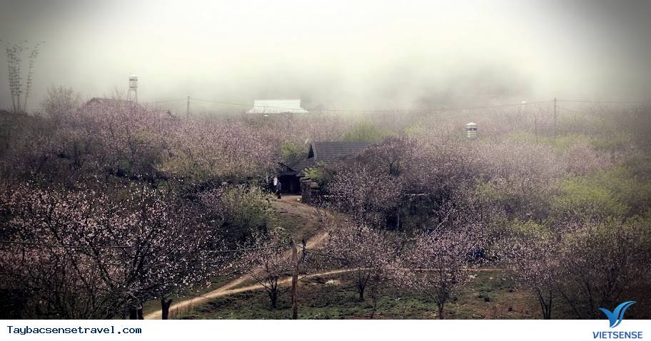 Mộc Châu bốn mùa khoe sắc - Ảnh 2