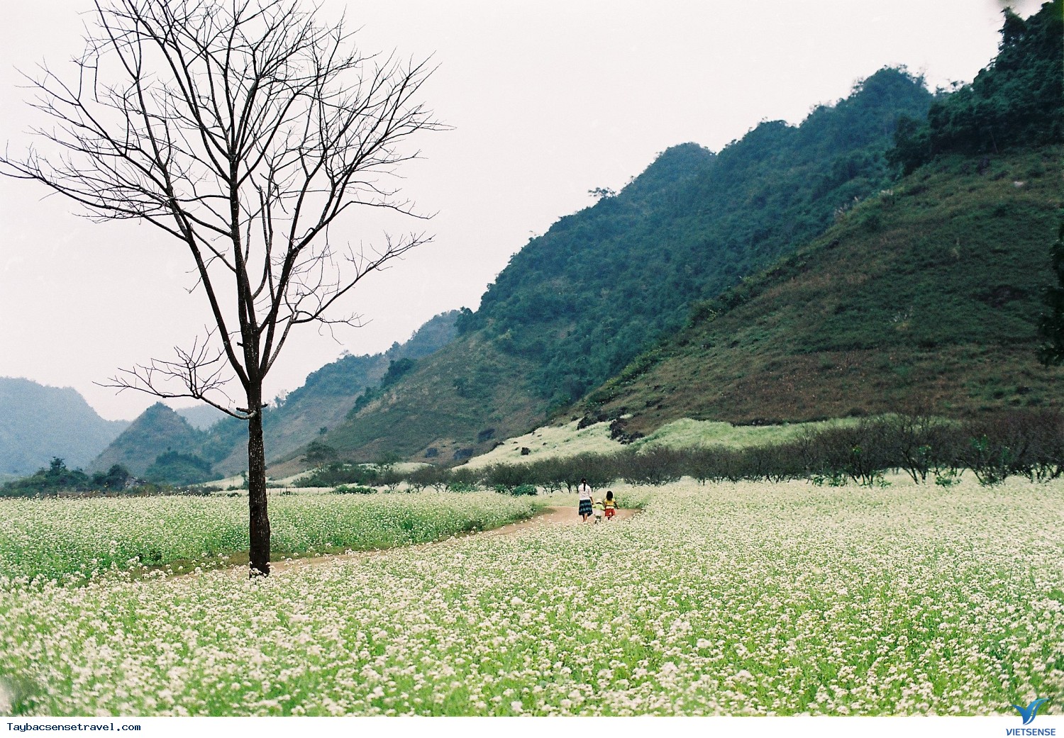 Mộc Châu bốn mùa khoe sắc - Ảnh 1