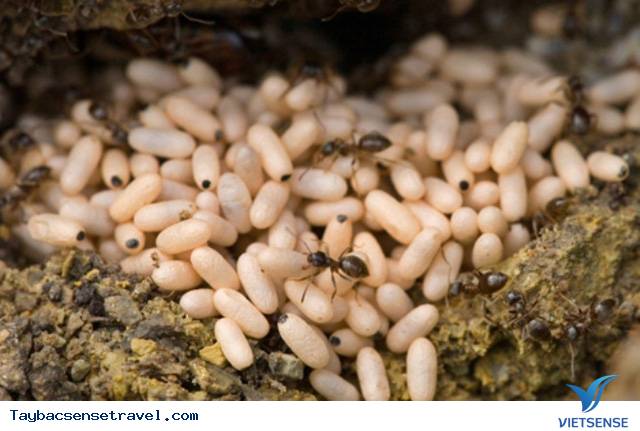 Món xôi nếp trứng kiến rừng