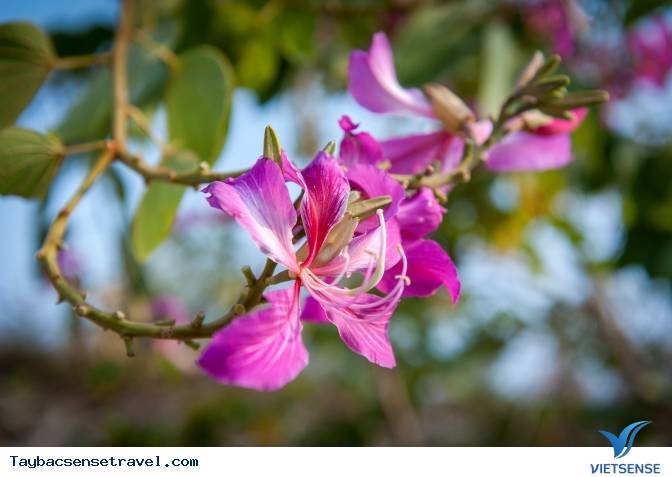 Những Mùa Hoa Đẹp Trên Cung Đường Phượt Tây Bắc - Ảnh 23