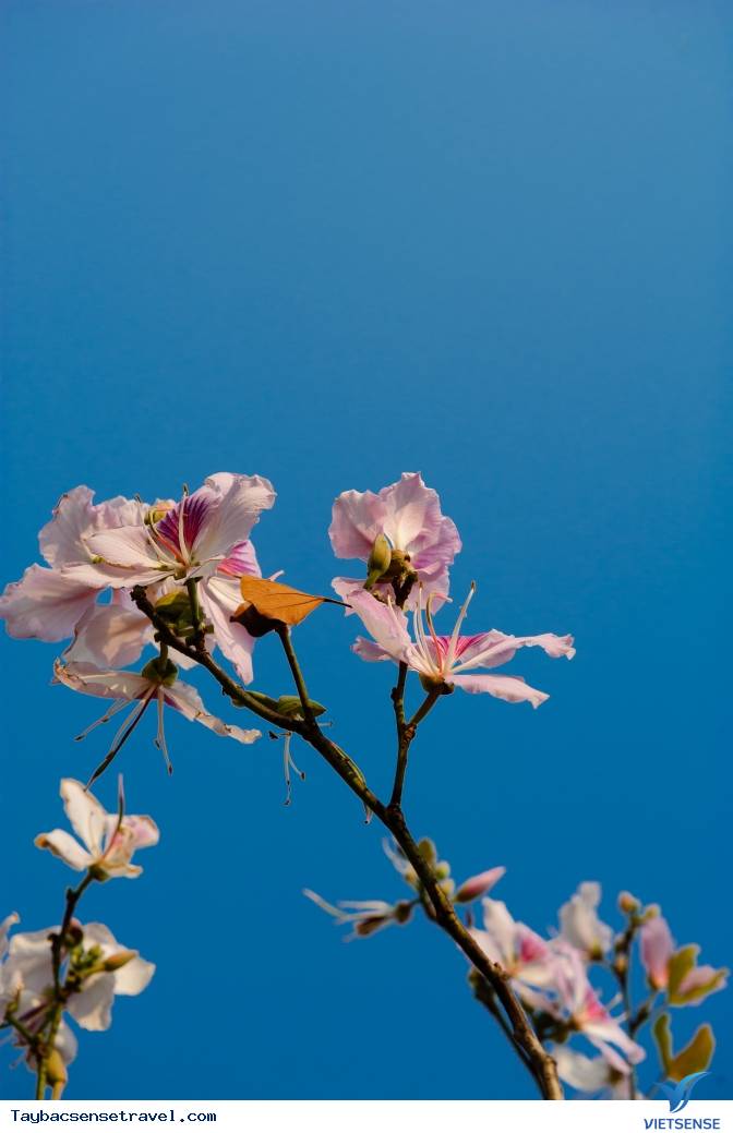 Những Mùa Hoa Đẹp Trên Cung Đường Phượt Tây Bắc - Ảnh 25