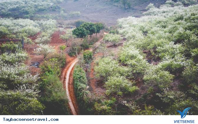 Những Mùa Hoa Đẹp Trên Cung Đường Phượt Tây Bắc - Ảnh 9