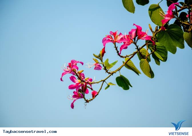 Những Mùa Hoa Đẹp Trên Cung Đường Phượt Tây Bắc - Ảnh 19