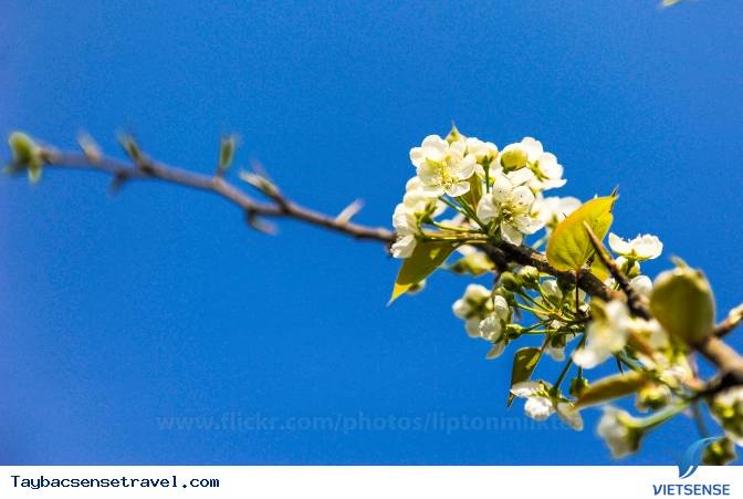 Những Mùa Hoa Đẹp Trên Cung Đường Phượt Tây Bắc - Ảnh 17