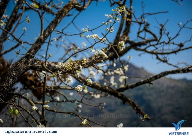 Những Mùa Hoa Đẹp Trên Cung Đường Phượt Tây Bắc - Ảnh 15