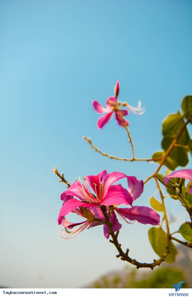 Những Mùa Hoa Đẹp Trên Cung Đường Phượt Tây Bắc - Ảnh 21