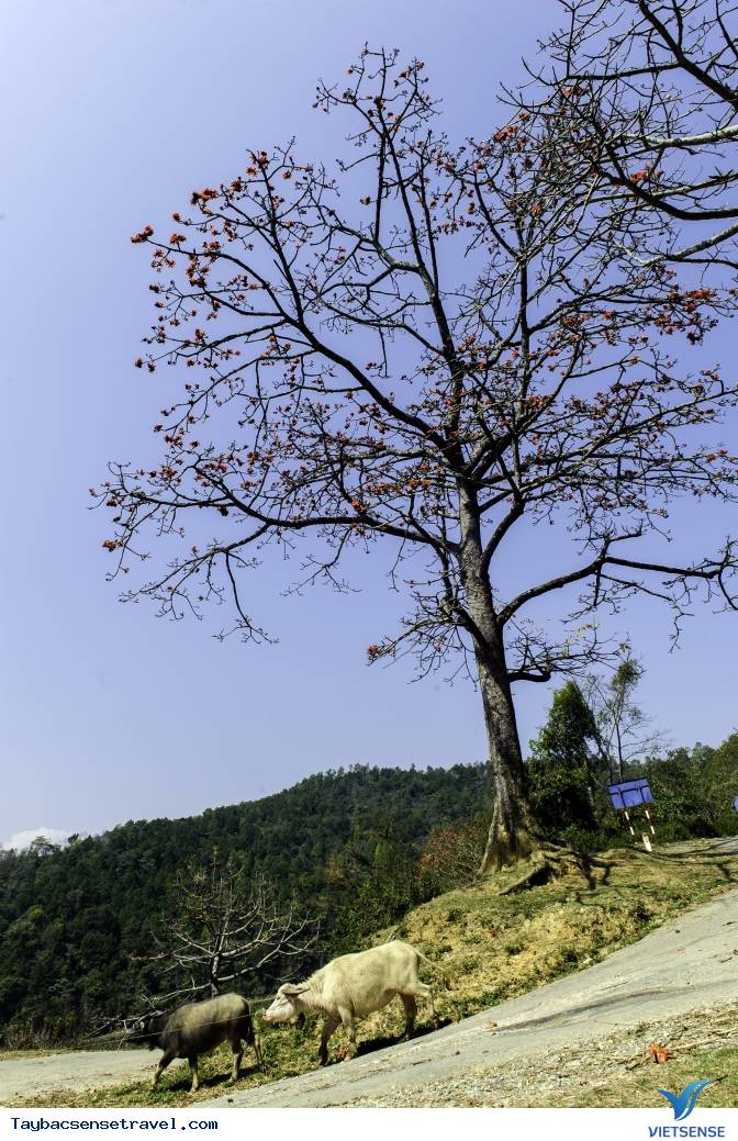 Những Mùa Hoa Đẹp Trên Cung Đường Phượt Tây Bắc - Ảnh 28